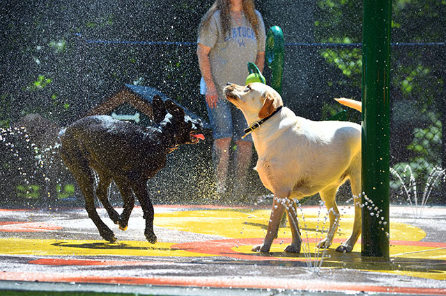 3 lễ hội khiến San Francisco thêm “đáng yêu” trong mắt du khách