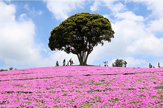 Khám phá 3 nơi khác biệt ở Tokyo
