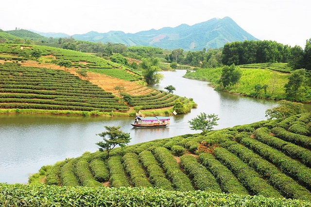 Đồi chè Thanh Chương – điểm đến du lịch hấp dẫn dịp Tết