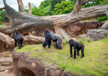 Những địa điểm vui chơi hấp dẫn nhất ở Dallas