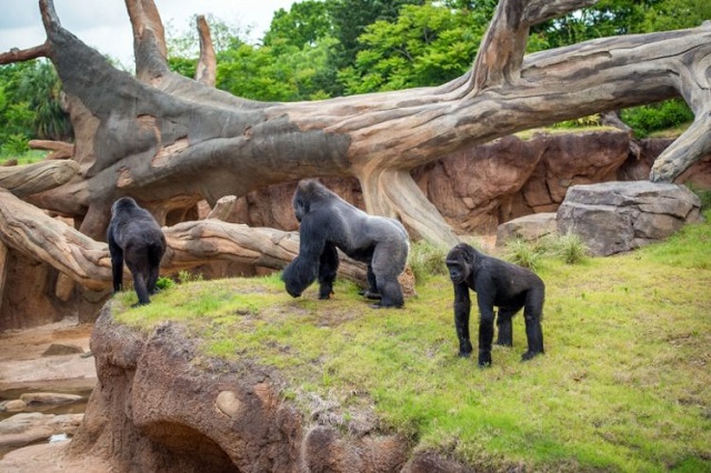 Những địa điểm vui chơi hấp dẫn nhất ở Dallas