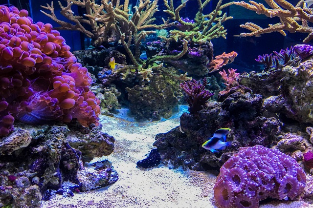 Thủy cung Birch – điểm tham quan hấp dẫn bậc nhất ở San Diego